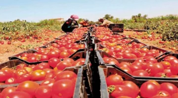 قفزة جديدة في أسعار الطماطم داخل سوق العبور لتجارة الجملة اليوم